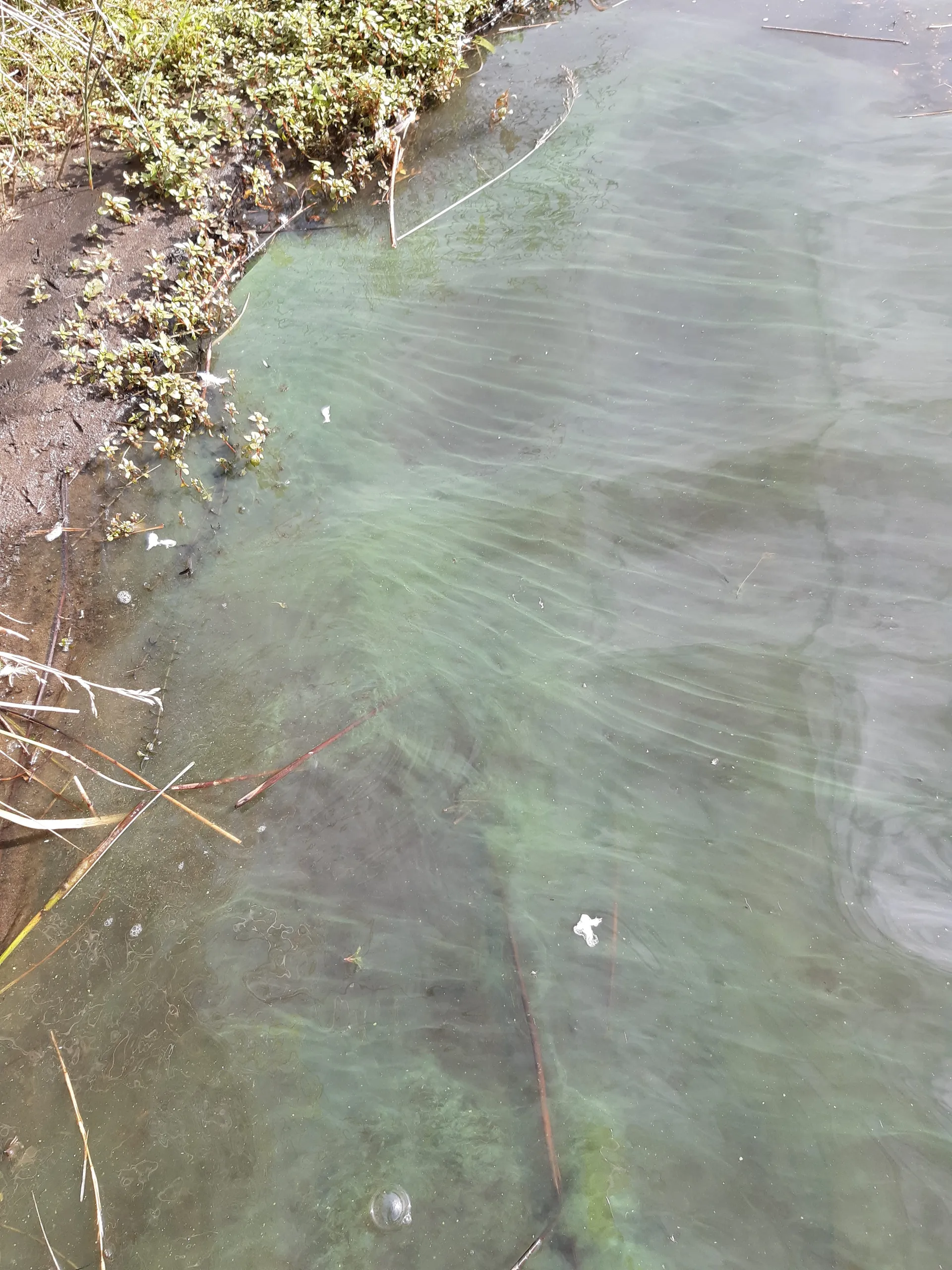 Cyanobacteria Bloom